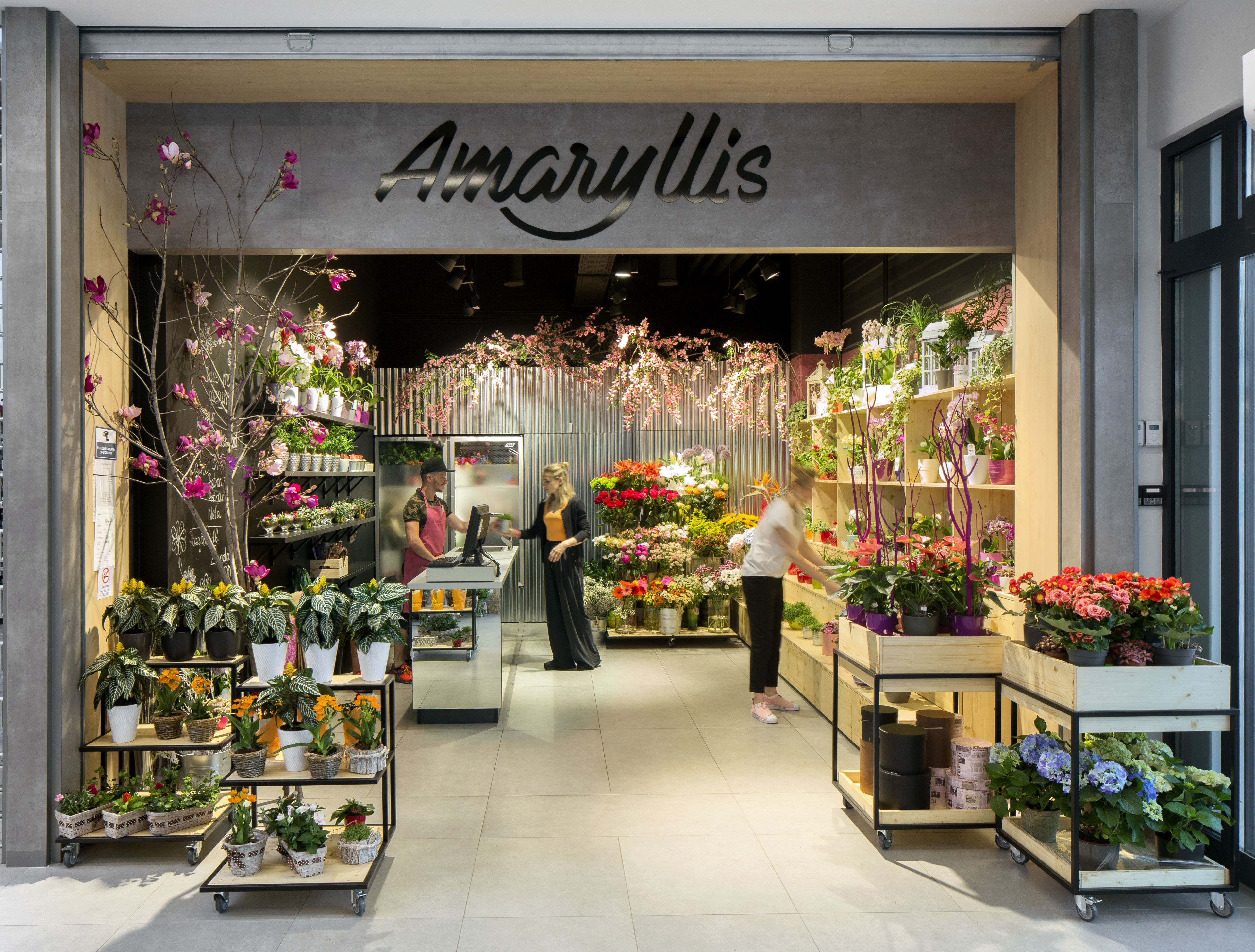 Amaryllis kvetinárstvo